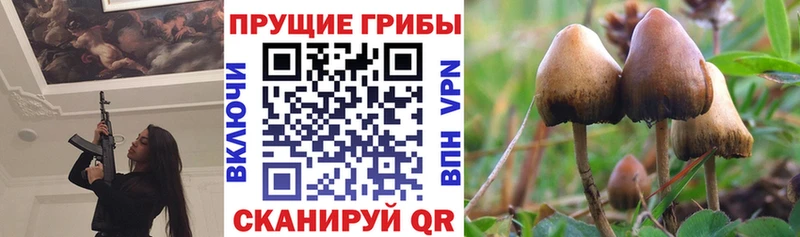 MEGA онион  Каменногорск  Галлюциногенные грибы мицелий  сколько стоит 